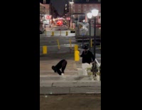 Woman bend and twerks on the street