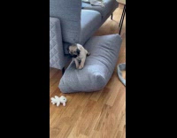 Dog loves to play with squeaky toy