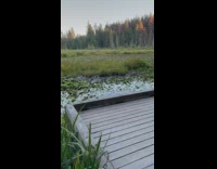 Man says intro with a book that says Daily Dose of Insects