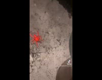 Guy spray paints spider red doesnt kill it 