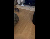 Kitten play fetch popsicle stick with owner