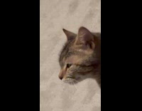 Filmer growls and cat looks at him