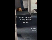 Cat missing eye on airplane escapes bag 