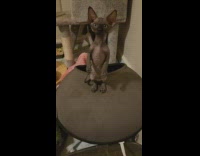 Sphynx kitten stands on hind legs meows