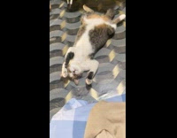 Cat lays down with belly up 