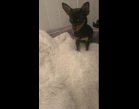 Girl scares small black brown dog laughs