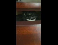 Black cat lays inside wooden dresser drawer 