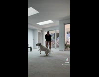 Collab BitchIG2 - White Dog spinning around 