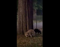 Collab WINY - Raccoons crawl beside tree at park night