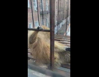 Scared raccoon found on fire escape 