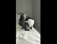 Girl makes noise startles two cats bed 