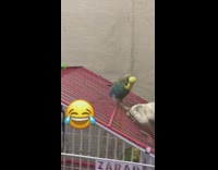 Two pet bird pecks each other on top of the bird cage