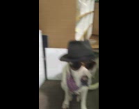 white dog wearing costume 