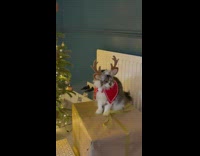 Grey cat wears reindeer ears 