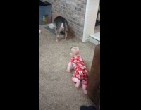 Baby crawls first time goes to dog