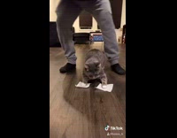 Collab BitchIG2 - Cat front paws stuck on paper dance 