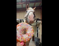 Horse eats donut fed by the filmer
