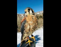 Baby eagle stands on the gloves and rotates its head