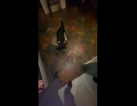 Dog swats dog food from hoomans hand