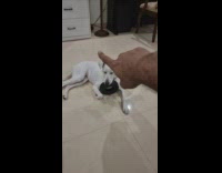 Pet dog slowly falls asleep while filmer hypnotize it