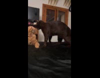 Black cat licks orange cat on bed