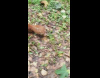 Wild squirrel climbs and bite pants of filmer