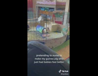 Guinea pig looking at girl on top of stuffed animals