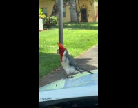 Red head bird sitting on car hood 