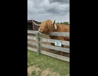 Woman pink hat cow horns hit head