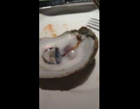 Live worm in oyster shell at restaurant