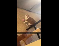 Cat plays toy scared of robot vacuum