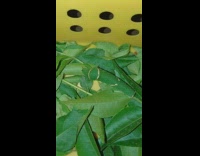 Large green caterpillar eat leaves yellow basket