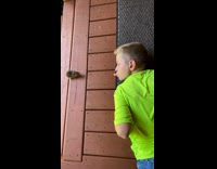 Chipmunk grabs peanut from kids mouth 