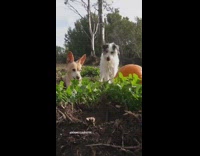 Two dogs make Jack O Lantern together