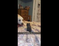 Dog humping other dog edge of bed black cat