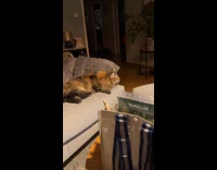 Cat curious and amused at rave music