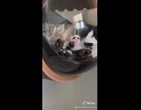 Black white cat sleeps dome bubble shelf 