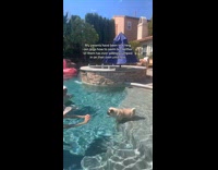 Pug first time to jump in pool