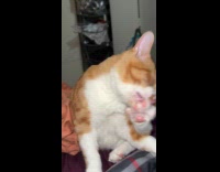 Orange white cat lick hind leg paws
