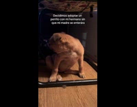 Collab ClipsIG - Mother surprised by his sons with puppy