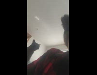 Cat curious with bell on beanie hat