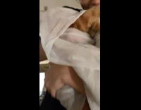 Girl hold orange cat covered with white cloth