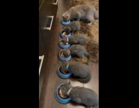 Cat perfectly lined up while eating dinner