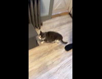 Cat smells Mac and Cheese then gags