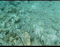 Guy snorkel show fishes under the sea 