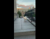 White albino peacock bird park tunnel pt. 2
