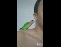Pet bird on the shoulder and pecks the ear of filmer