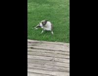 Two dogs roll around grass outside door 