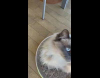 Cat spins on cushion 