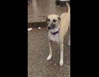 Dog catches snowball with mouth purple collar